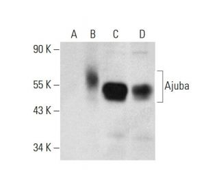 Ajuba Antibody (B-3) - Western Blotting - Image 300434 
