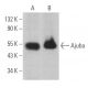 Ajuba Antibody (B-3) - Western Blotting - Image 364346