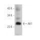 AK1 Antibody (G-5) - Western Blotting - Image 366525