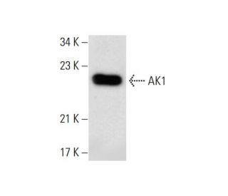 AK1 Antibody (G-9) - Western Blotting - Image 142783 