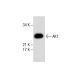 AK1 Antibody (G-9) - Western Blotting - Image 287563