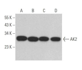 AK2 Antibody (F-2) - Western Blotting - Image 365497 