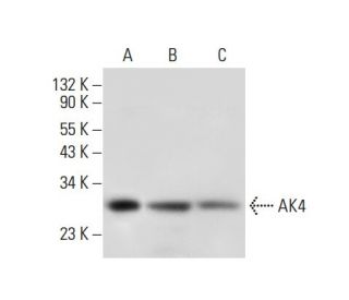 AK4 Antibody (A-9) - Western Blotting - Image 308023 