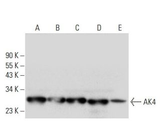 AK4 Antibody (G-3) - Western Blotting - Image 308025 