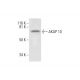 AKAP 10 Antibody (E-7) - Western Blotting - Image 294656 