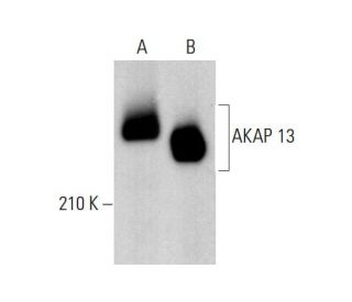AKAP 13 Antibody (A-1) - Western Blotting - Image 377758 