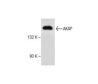AKAP 150 Antibody (E-1) - Western Blotting - Image 281233Each CRISPR/Cas9 Knockout (KO) Plasmid product consists of a pool of 3 plasmids designed to ensure identification and cleavage of a specific gene for maximum knockout efficiency. Each plasmid encodes a unique 20 nt sequence derived from the GeCKO (v2) library.