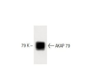 AKAP 79 Antibody (22) - Western Blotting - Image 60231 