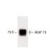 AKAP 79 Antibody (22) - Western Blotting - Image 60231 