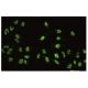 AKAP 95 Antibody (22-Z) - Immunofluorescence - Image 35626