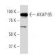 AKAP 95 Antibody (22-Z) - Western Blotting - Image 34013 