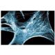 AKAP 95 Antibody (47) - Immunofluorescence - Image 60684