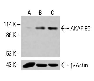 AKAP 95 Antibody (F-11) - Western Blotting - Image 415053 