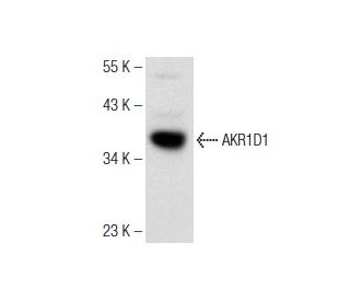 AKR1D1 Antibody (A-7) - Western Blotting - Image 147292 