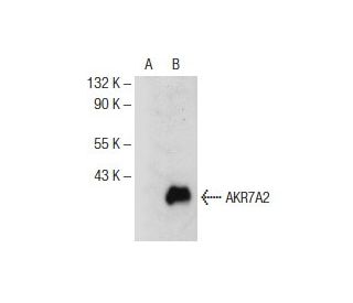AKR7A Antibody (E-11) - Western Blotting - Image 141317 