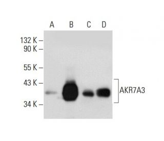 AKR7A Antibody (E-9) - Western Blotting - Image 59504 