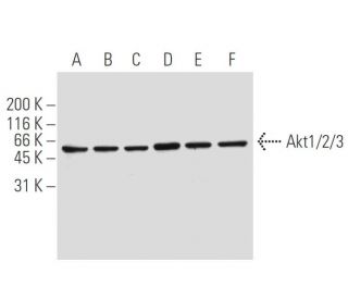 Akt1/2/3 Antibody (5C10) - Western Blotting - Image 62892 