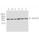 Akt1/2/3 Antibody (5C10) - Western Blotting - Image 62892 