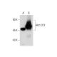 Akt1/2/3 Antibody (5C10) - Western Blotting - Image 129904