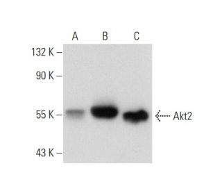 Akt1 Antibody (F-8) - Western Blotting - Image 129675
