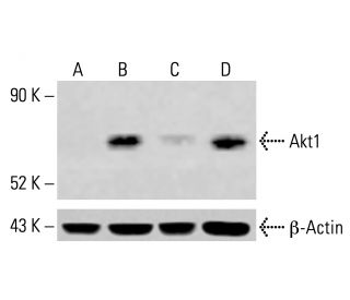 Akt1 Antibody (F-8) - Western Blotting - Image 413890