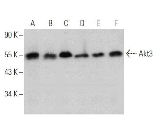 Akt3 Antibody (EE-M14) - Western Blotting - Image 368594