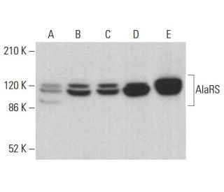 AlaRS Antibody (H-5) - Western Blotting - Image 383113 