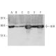 ALB/Albumin Antibody (1D6) - Western Blotting - Image 14829 