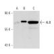 ALB/Albumin Antibody (1G2) - Western Blotting - Image 45714