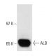 ALB/Albumin Antibody (AL-01) - Western Blotting - Image 13629