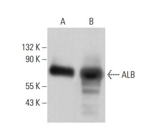 ALB/Albumin Antibody (E-11) - Western Blotting - Image 381823 