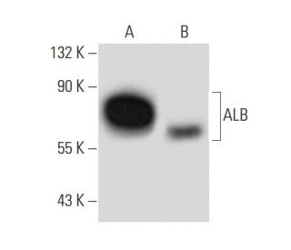 ALB/Albumin Antibody (F-10) - Western Blotting - Image 134776 