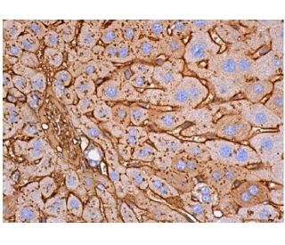 ALB/Albumin Antibody (G-8) - Immunohistochemistry - Image 356392 