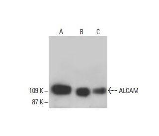 ALCAM Antibody (B-6) - Western Blotting - Image 395702