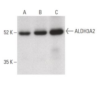 Aldehyde dehydrogenase 3-A2/ALDH3A2 Antibody (G-9) - Western Blotting - Image 400348Each CRISPR/Cas9 Knockout (KO) Plasmid product consists of a pool of 3 plasmids designed to ensure identification and cleavage of a specific gene for maximum knockout efficiency. Each plasmid encodes a unique 20 nt sequence derived from the GeCKO (v2) library. 