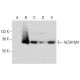 Aldehyde dehydrogenase 16-A1/ALDH16A1 Antibody (C-5) - Western Blotting - Image 308091 