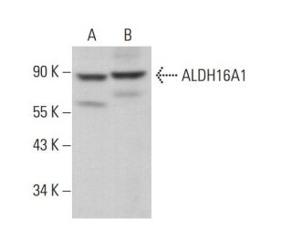 Aldehyde dehydrogenase 16-A1/ALDH16A1 Antibody (F-3) - Western Blotting - Image 376402 