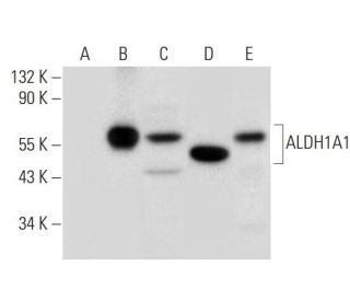 Aldehyde dehydrogenase 1-A1/ALDH1A1 Antibody (A-6) - Western Blotting - Image 305820 