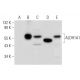 Aldehyde dehydrogenase 1-A1/ALDH1A1 Antibody (A-6) - Western Blotting - Image 305820 