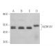 Aldehyde dehydrogenase 1-A1/ALDH1A1 Antibody (A-6) - Western Blotting - Image 362975