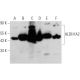Aldehyde dehydrogenase 1-A2/ALDH1A2 Antibody (G-2) - Western Blotting - Image 356160 