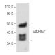 Aldehyde dehydrogenase 3-A1/ALDH3A1 Antibody (A-5) - Western Blotting - Image 146459