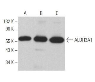 Aldehyde dehydrogenase 3-A1/ALDH3A1 Antibody (B-8) - Western Blotting - Image 363056 