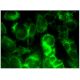 Aldehyde dehydrogenase 3-A2/ALDH3A2 Antibody (G-9) - Immunofluorescence - Image 296413 