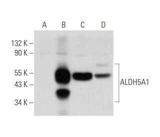 Aldehyde dehydrogenase 5-A1/SSADH/ALDH5A1 Antibody (F-2) - Western Blotting - Image 333727 