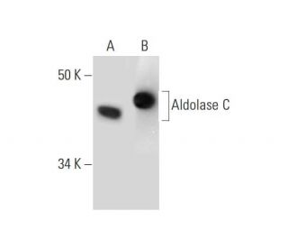 Aldolase C Antibody (H-11) - Western Blotting - Image 289809