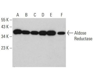 Aldose Reductase Antibody (H-6) - Western Blotting - Image 381121