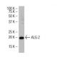 ALG-2 Antibody (AA8) - Western Blotting - Image 34569 