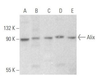Alix Antibody (3A9) - Western Blotting - Image 356098 