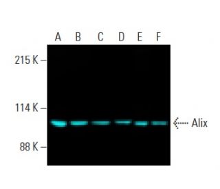 Alix Antibody (3A9) - Western Blotting - Image 396303